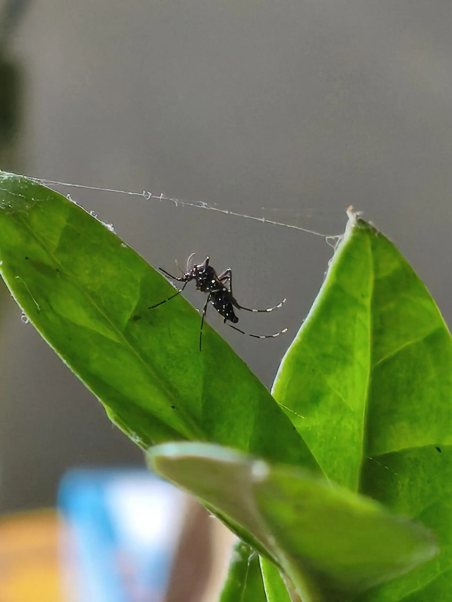 Комар Aedes — дневной переносчик вируса денге