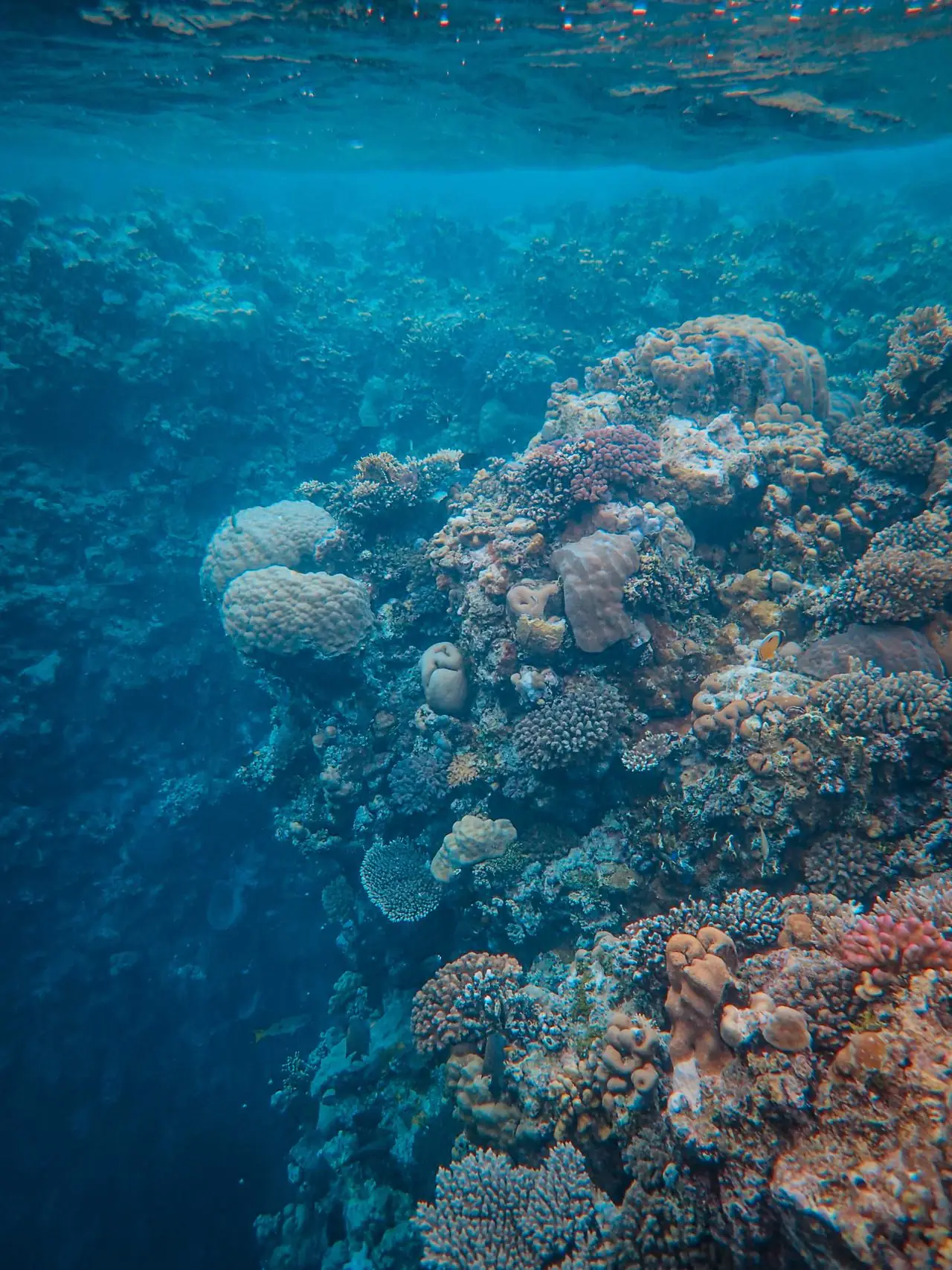 Коралловый риф Красного моря с обрывом в глубину